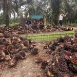 Loading Ram di Kuamang Kuning Loading Ram di Kuamang Kuning