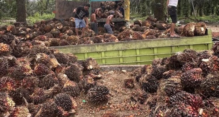 Loading Ram di Kuamang Kuning Loading Ram di Kuamang Kuning